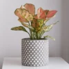 Aglaonema ‘Pink Star’ - Rosa Blätter ohne Aufwand