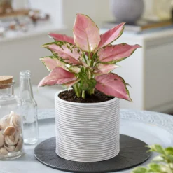 Aglaonema ‘Pink Star’ - Rosa Blätter ohne Aufwand