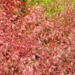 Ahorn Taylor - Rosa Blätter, sofort Wow