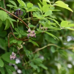 Akebia quinata Silver Bells - Weiße Blüten, süßer Duft