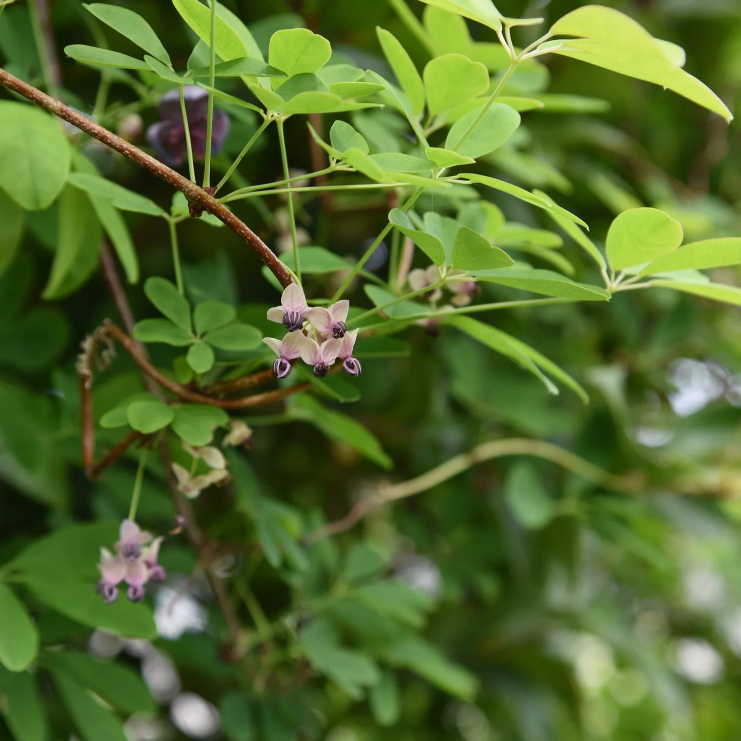 Akebia quinata Silver Bells - Weiße Blüten, süßer Duft