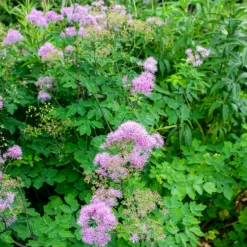 Akeleiblättrige Wiesenraute Black Stockings - Höhe ohne Aufwand
