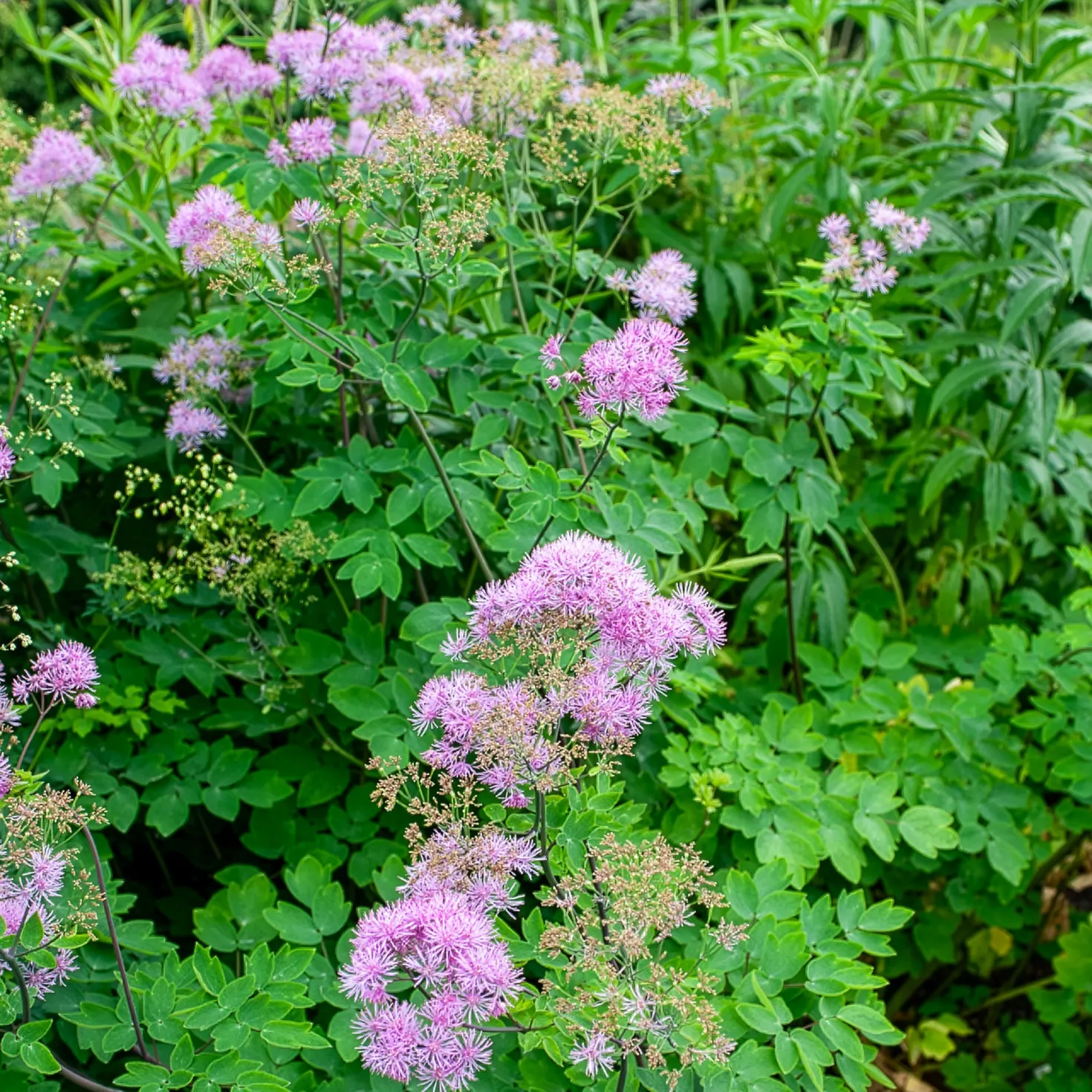 Akeleiblättrige Wiesenraute Black Stockings - Höhe ohne Aufwand