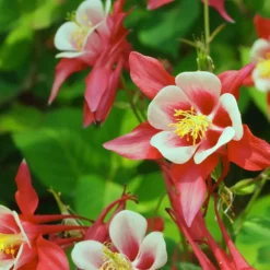 Akelei 'Crimson Star' - Zweifarbige Blüten im Halbschatten