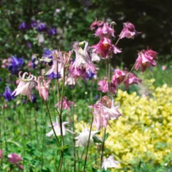 Akelei ‘Heidi’ - Zarte Blüten, robust im Garten