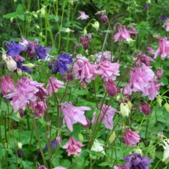 Akelei ‘Heidi’ - Zarte Blüten, robust im Garten