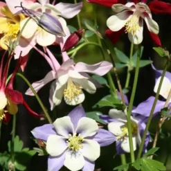 Akelei 'McKana Hybrids' (x5) - Blühwunder ohne Aufwand