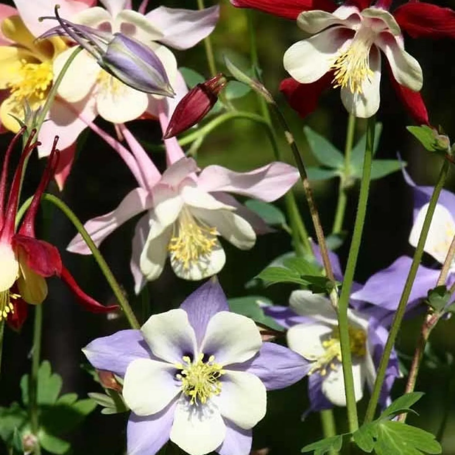 Akelei 'McKana Hybrids' (x5) - Blühwunder ohne Aufwand