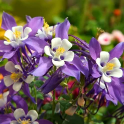 Akelei Mrs M. Nicholls - Zarte Blüten, echter Blickfang