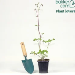 Akelei ‘Rose Barlow’ - Gefüllte Blüten in Rosa
