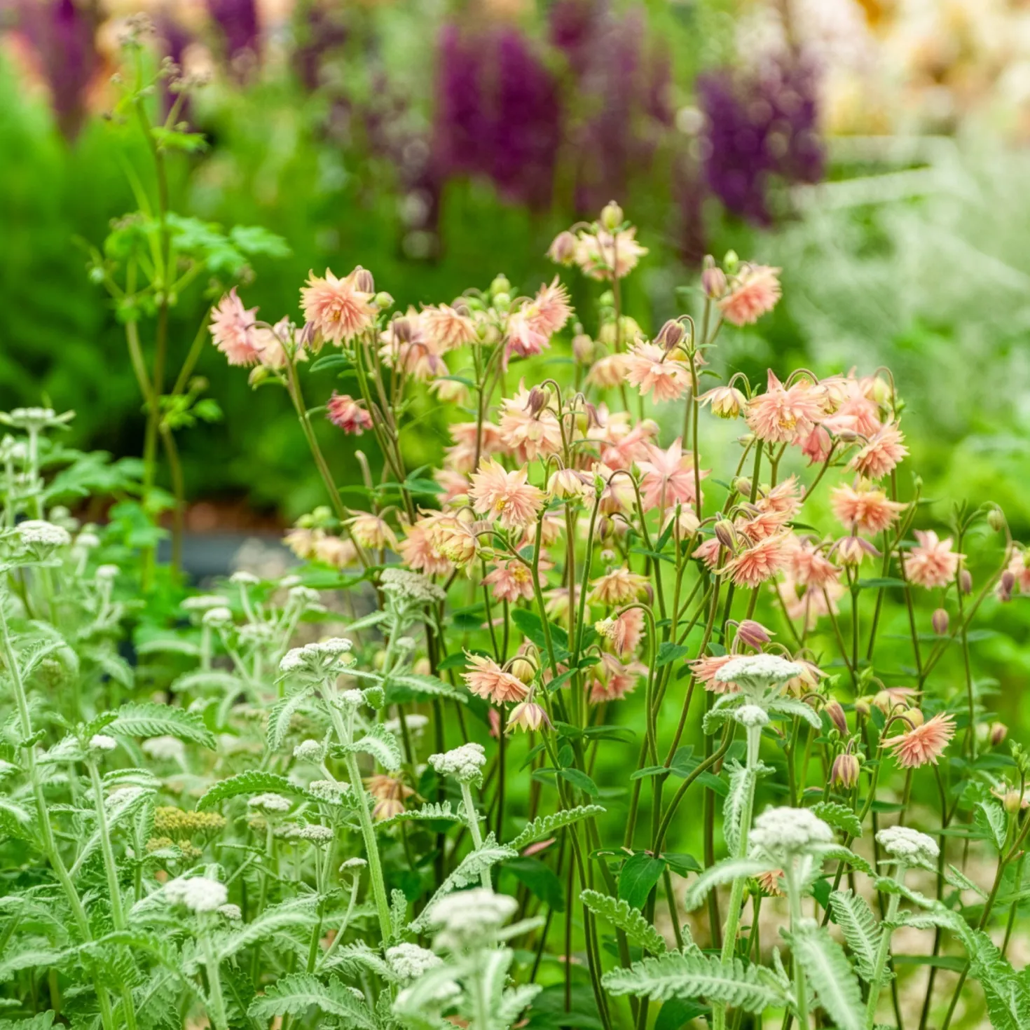 Akelei ‘Rose Barlow’ - Gefüllte Blüten in Rosa