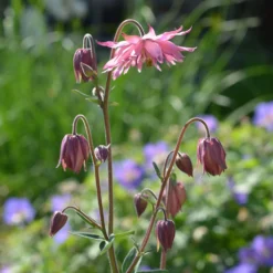 Akelei ‘Rose Barlow’ - Gefüllte Blüten in Rosa