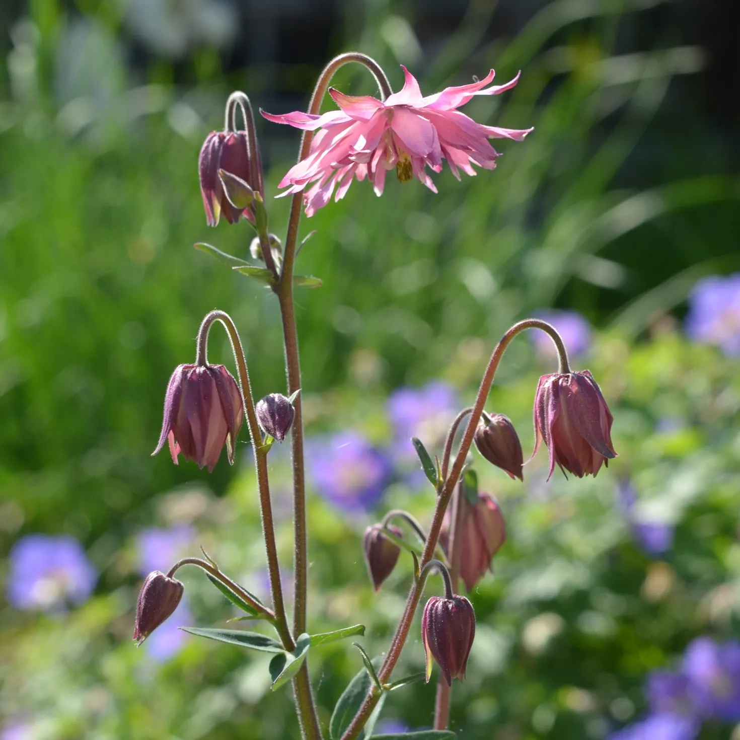 Akelei ‘Rose Barlow’ - Gefüllte Blüten in Rosa