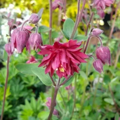 Akelei Ruby Port - Tiefrote Blüten im Halbschatten