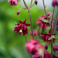 Akelei Ruby Port - Tiefrote Blüten im Halbschatten