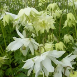 Akelei ‘White Barlow’ - Weiße Blütenwolke im Garten