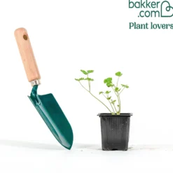 Akelei ‘William Guinness’ - Elegante Blüten im Halbschatten