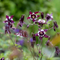 Akelei ‘William Guinness’ - Elegante Blüten im Halbschatten