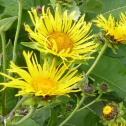 Alant (Inula helenium) - Sonnengelb und riesig
