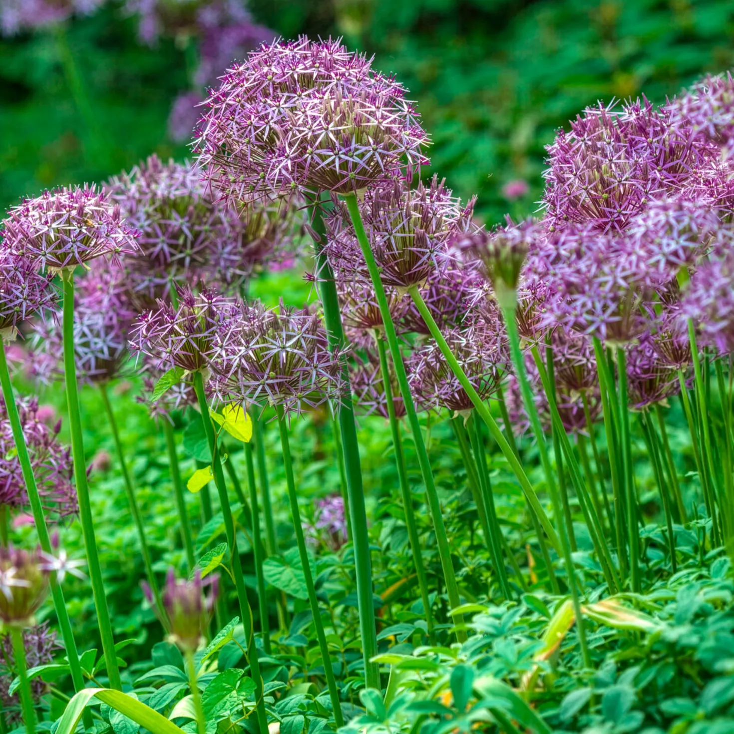 Allium Christophii (x10) - Riesenkugeln im Beet