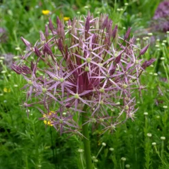 Allium Christophii (x10) - Riesenkugeln im Beet