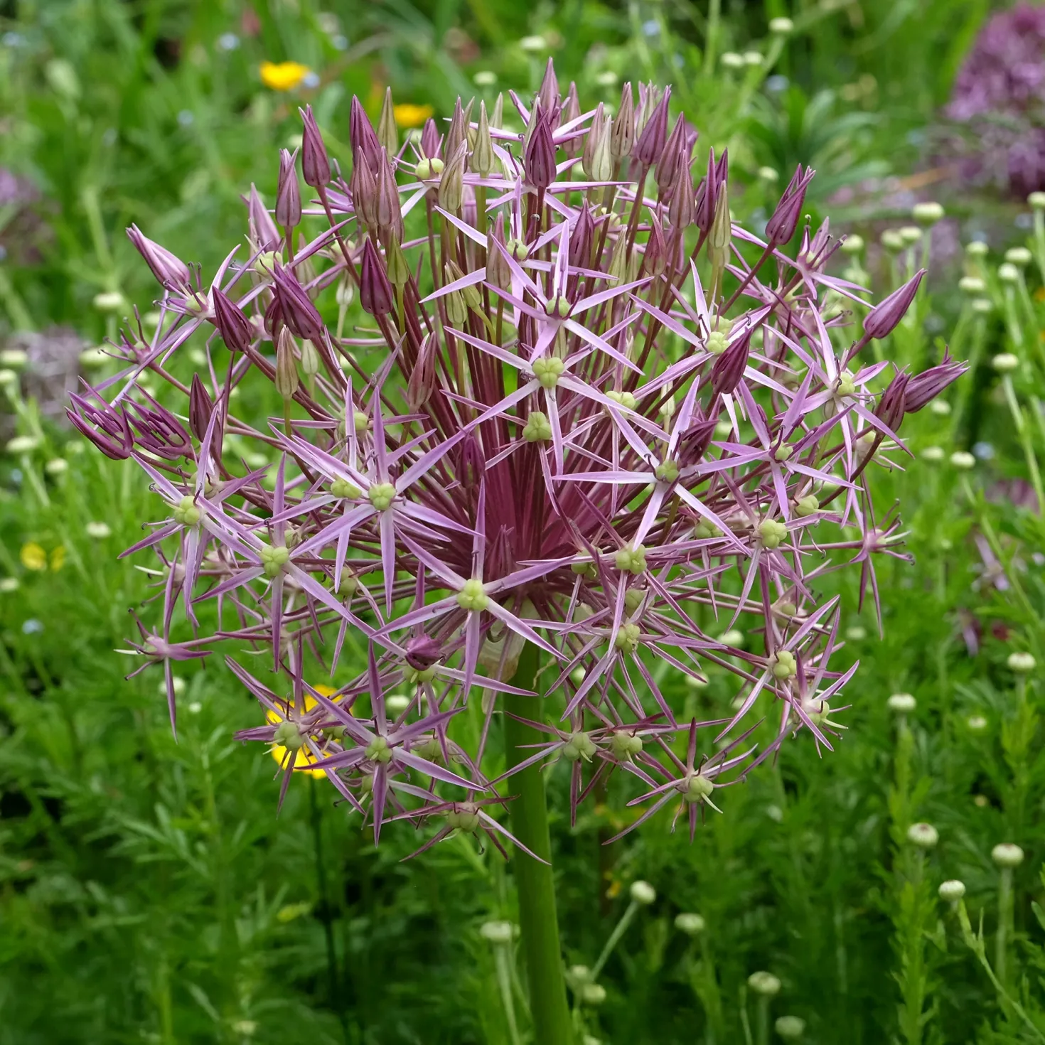 Allium Christophii (x10) - Riesenkugeln im Beet