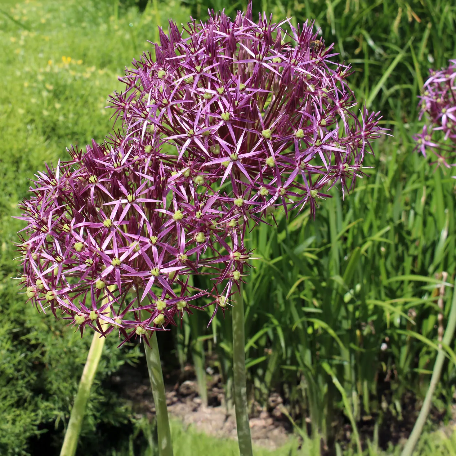 Allium Christophii (x10) - Riesenkugeln im Beet