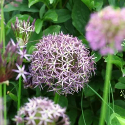Allium Christophii (x10) - Riesenkugeln im Beet
