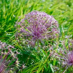 Allium Christophii (x10) - Riesenkugeln im Beet