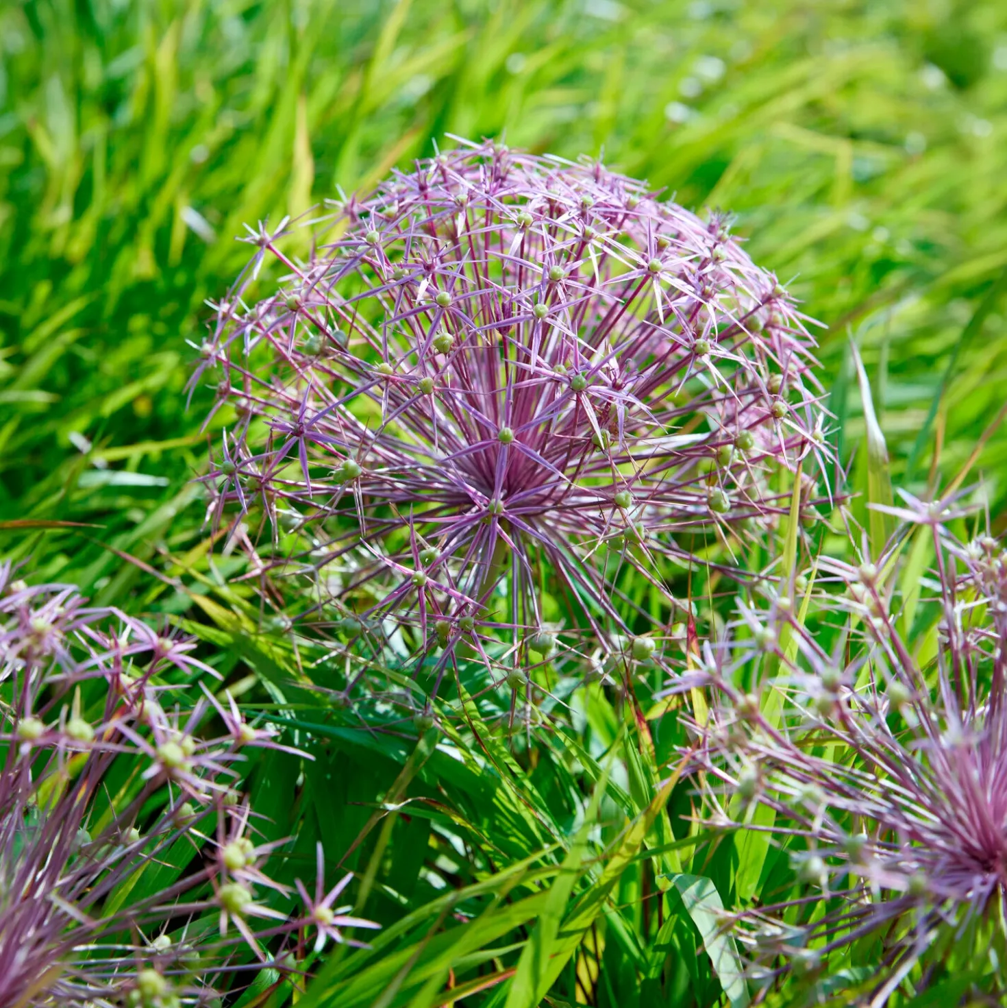 Allium Christophii (x10) - Riesenkugeln im Beet