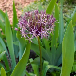 Allium Christophii (x10) - Riesenkugeln im Beet