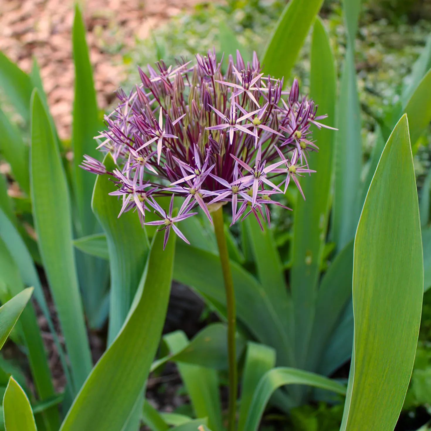 Allium Christophii (x10) - Riesenkugeln im Beet