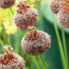 Allium Forelock (x2) - Ein Feuerwerk in Weinrot