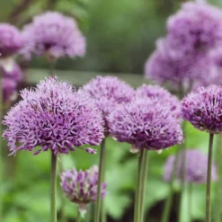 Allium Pinball Wizard - Riesenkugeln in Violett