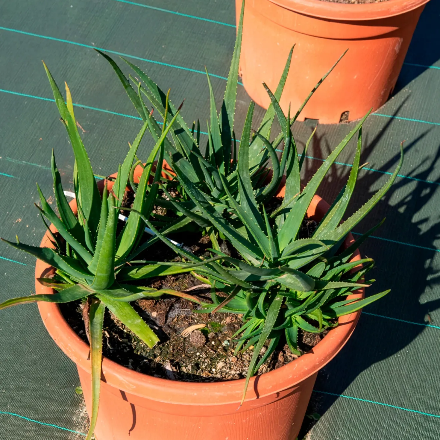 Aloe Safari Sunrise - Blüht fast das ganze Jahr