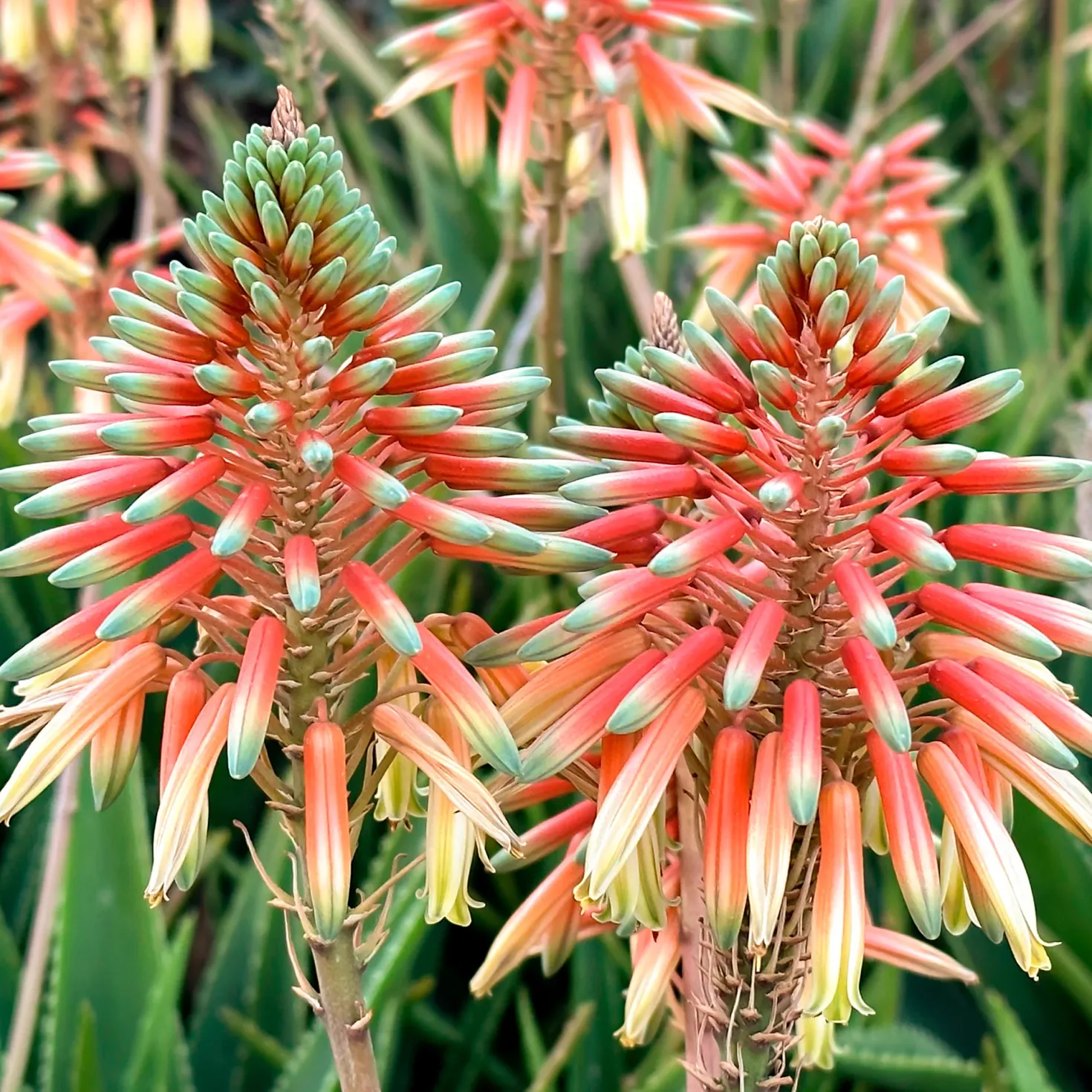 Aloe Safari Sunrise - Blüht fast das ganze Jahr