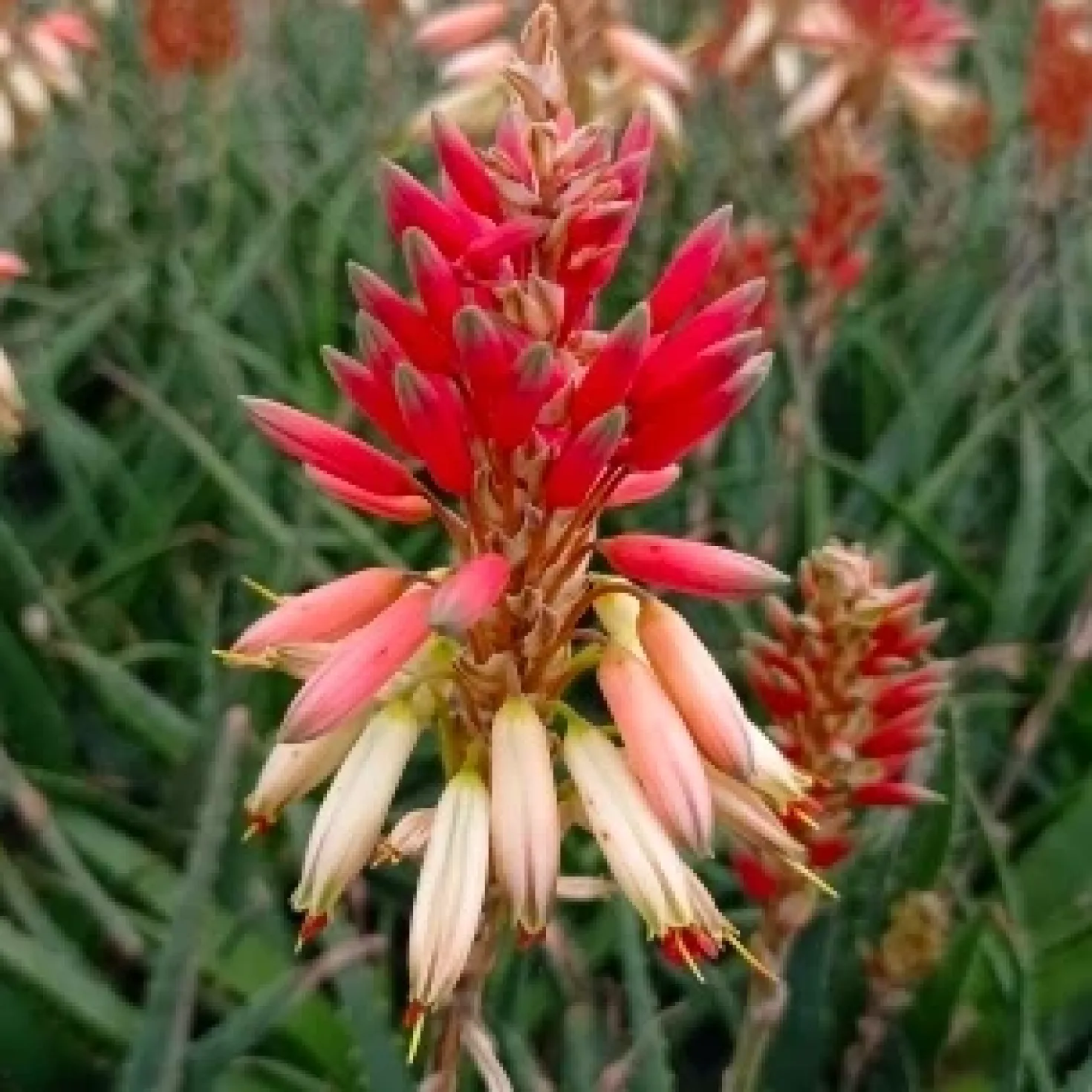 Aloe Safari Sunrise - Blüht fast das ganze Jahr