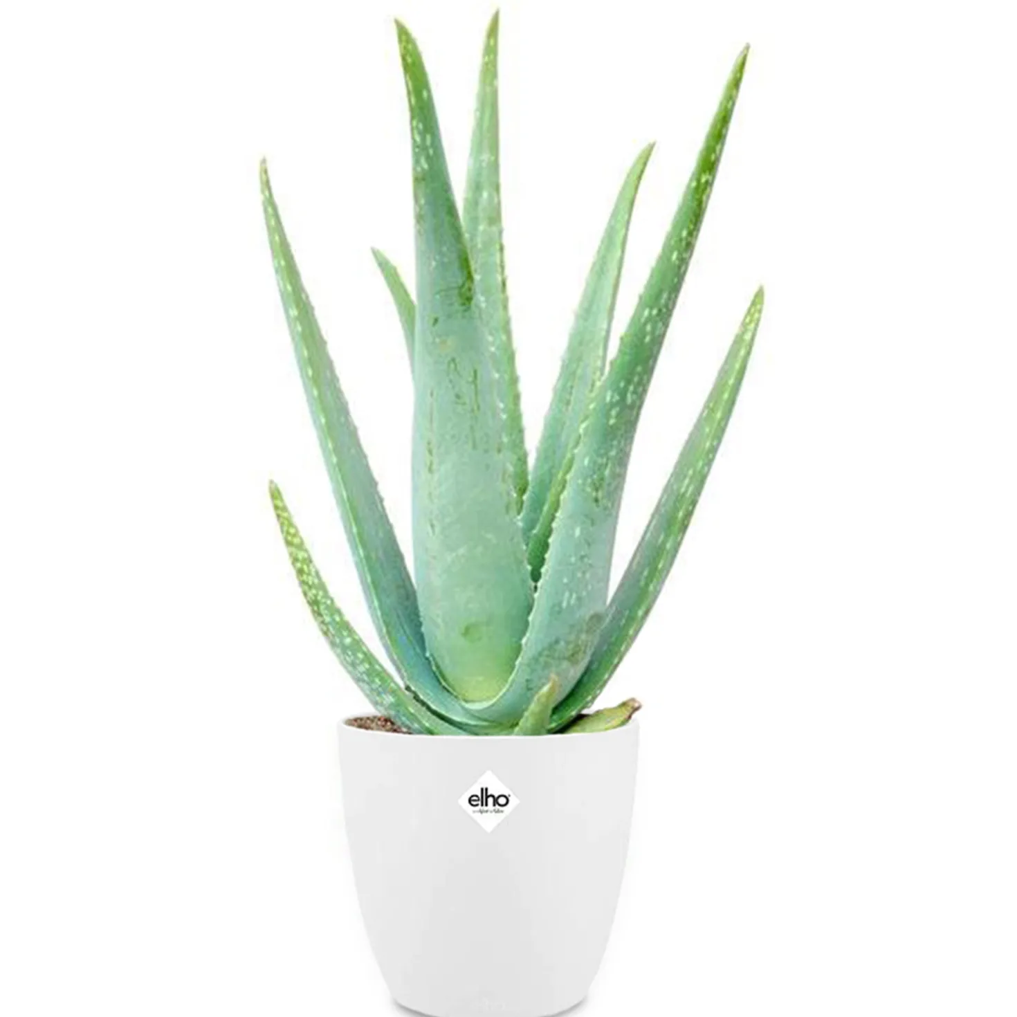 Aloe vera im weißen Übertopf ELHO - Natürliche Pflege, pflegeleicht