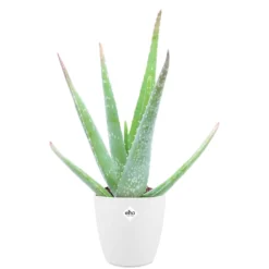 Aloe vera im weißen Übertopf ELHO - Natürliche Pflege, pflegeleicht