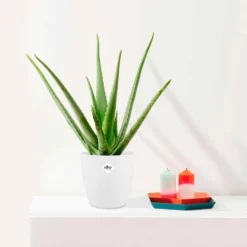 Aloe vera im weißen Übertopf ELHO - Natürliche Pflege, pflegeleicht