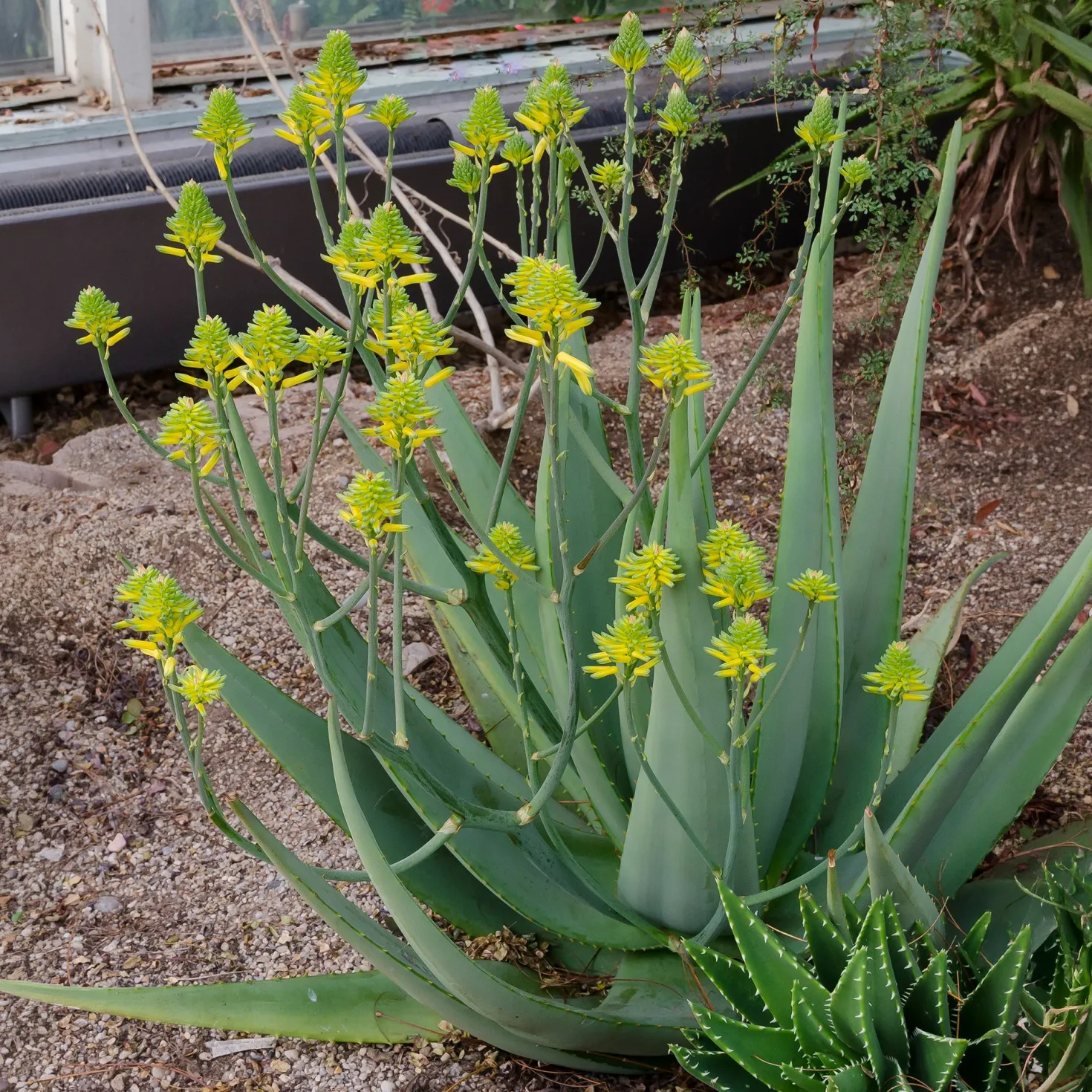 Aloe vera - Pflegeleicht und dekorativ