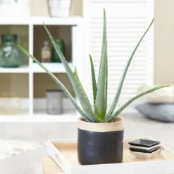 Aloe vera - Pflegeleicht und dekorativ