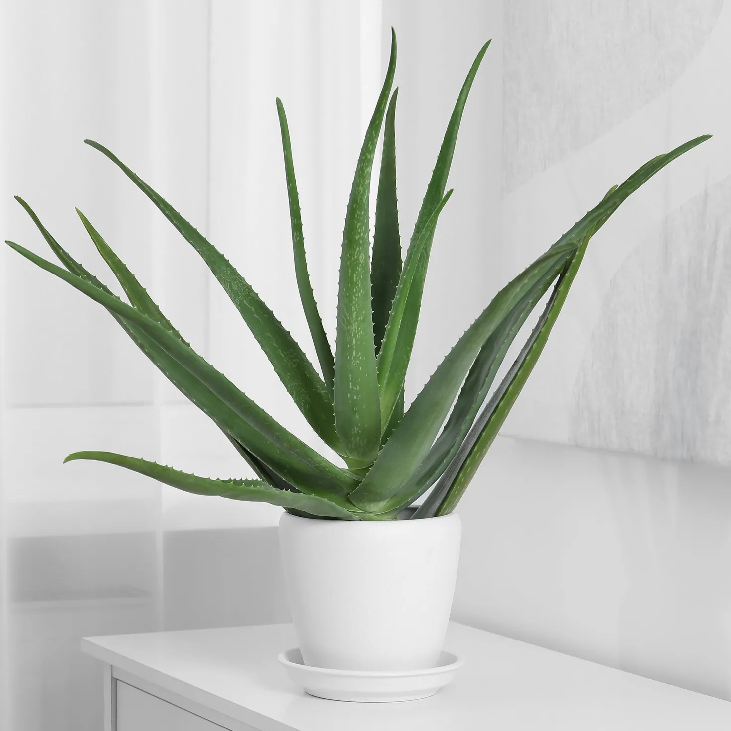 Aloe vera - Pflegeleicht und dekorativ
