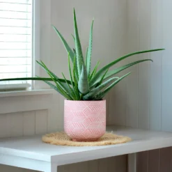Aloe vera - Pflegeleicht und dekorativ