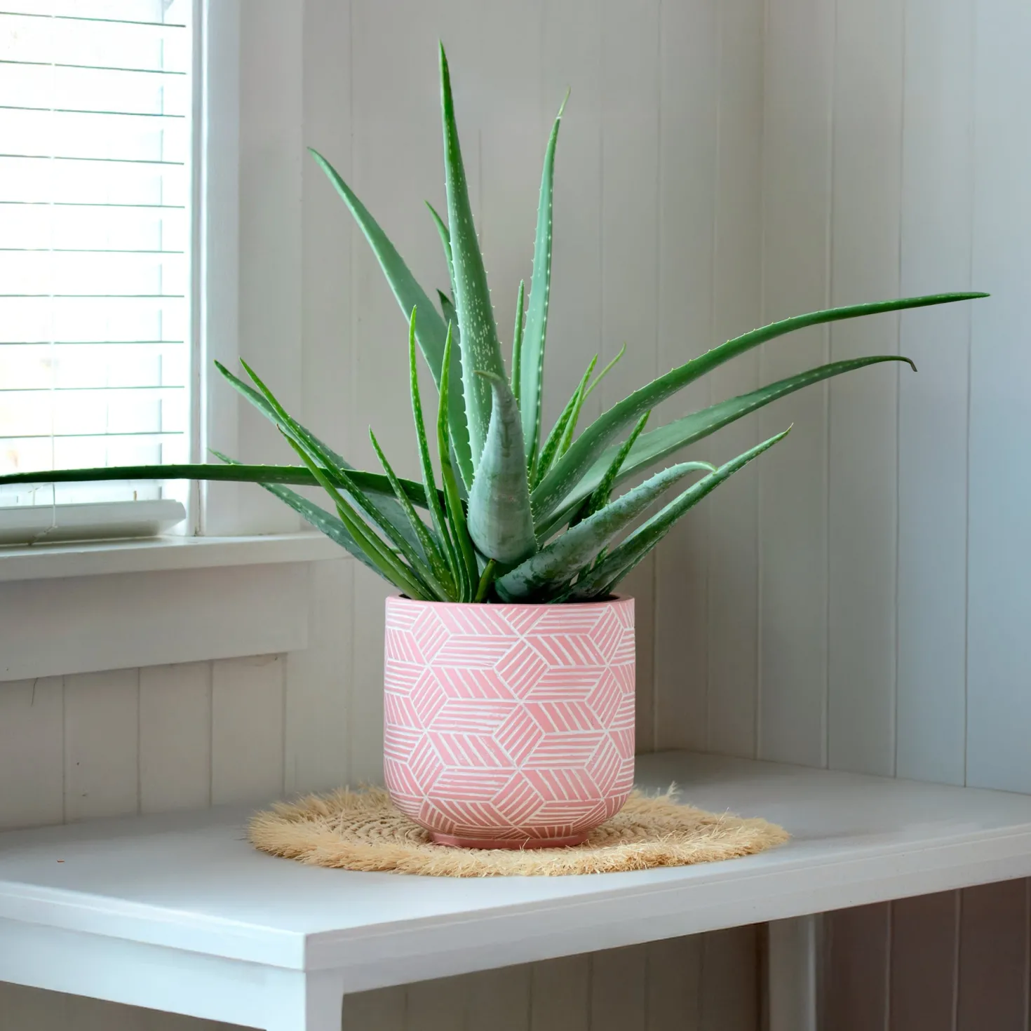 Aloe vera - Pflegeleicht und dekorativ