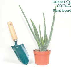 Aloe vera - Pflegeleicht und dekorativ