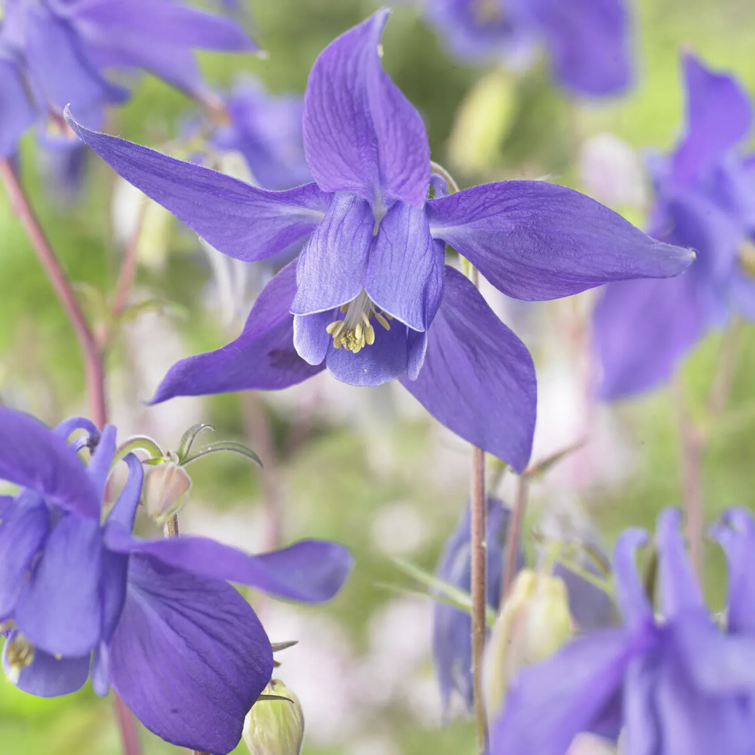 Alpen-Akelei - Blauviolett im Halbschatten