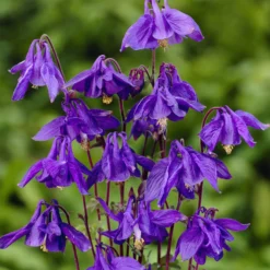 Alpen-Akelei - Blauviolett im Halbschatten