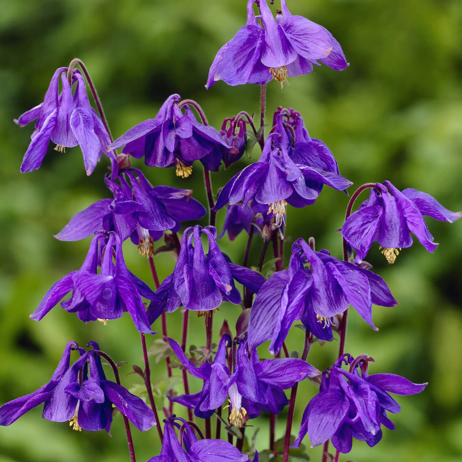 Alpen-Akelei - Blauviolett im Halbschatten
