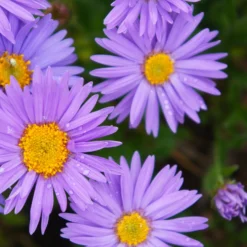 Alpen-Aster 'Dunkle Schöne' - Violette Blüten, robust